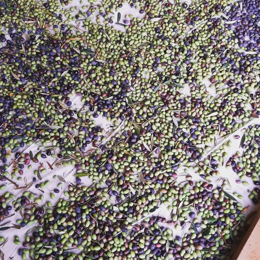 La Villa Jasmin Montauroux Eksteriør bilde